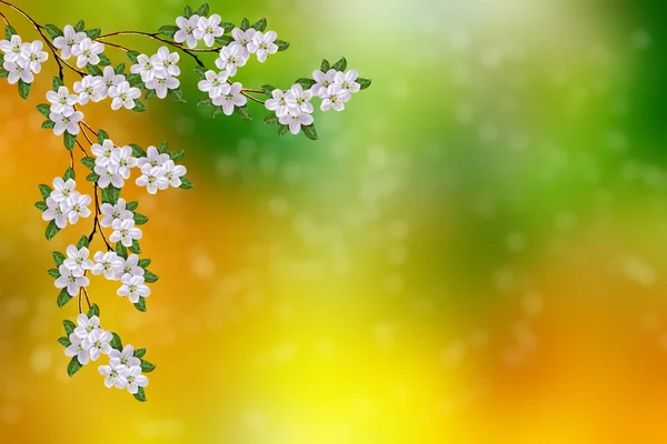 Blossoming Branch Apple Bright Colorful Spring Flowers — Stock Photo, Image