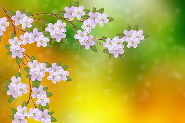 Цвіте Гілка Яблука Яскраві Барвисті Весняні Квіти — стокове фото