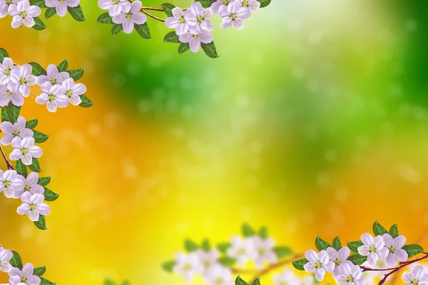 Kvetoucí Jablko Jasné Barevné Jarní Květy — Stock fotografie