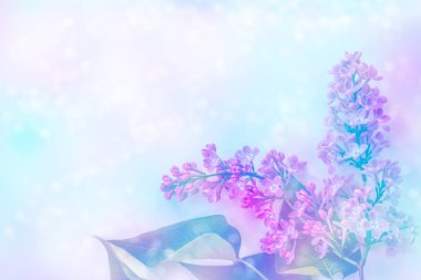 Parlak ve renkli lila çiçek