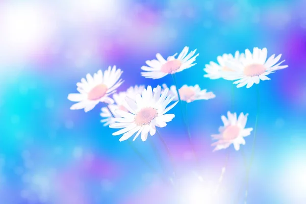 Blurred White Bright Daisy Flowers Background Summer Landscape — Stock Photo, Image