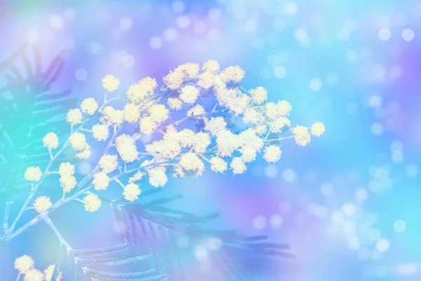 Bush Gul Våren Blommor Mimosa Blommig Bakgrund — Stockfoto