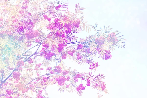 Рованові Ягоди Sorbus Aucuparia Гірський Попіл Дерева Осінній Пейзаж Яскравим — стокове фото