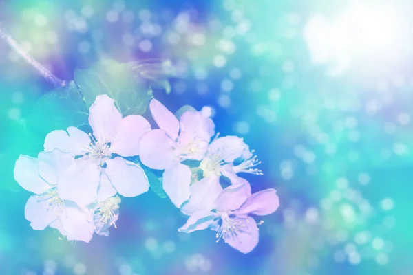 Ανθισμένο Κλαδί Κεράσι Λαμπερά Πολύχρωμα Ανοιξιάτικα Λουλούδια Όμορφη Φύση Σκηνή — Φωτογραφία Αρχείου