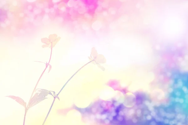 Flores Amarelas Brilhantes Copos Manteiga Uma Paisagem Verão Fundo — Fotografia de Stock