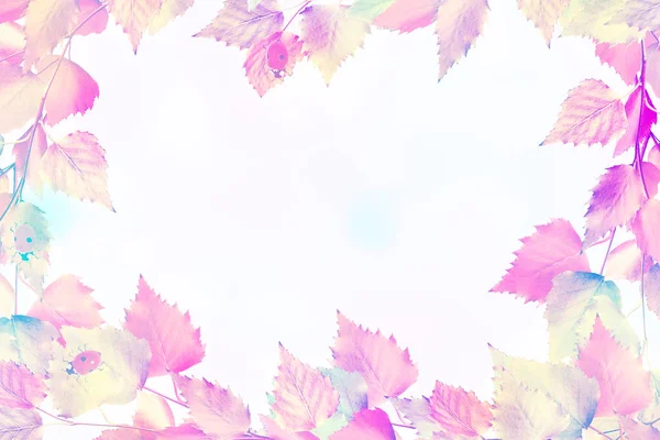 Bright Autumn Birch Leaf White Background — Stock Photo, Image