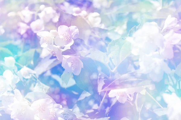 Jasmim Branco Ramo Flores Primavera Delicadas — Fotografia de Stock