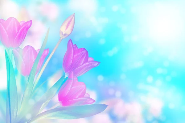 Яркие Красочные Цветы Тюльпаны Фоне Весеннего Пейзажа — стоковое фото