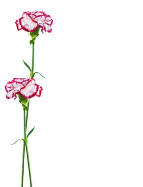 Beyaz arka plan üzerinde izole şube karanfil çiçek