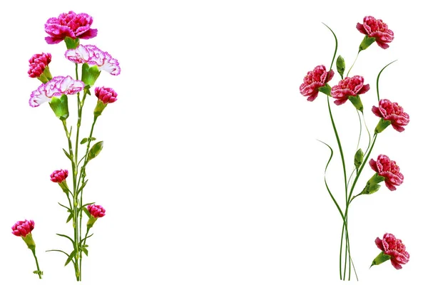 Gren Nejlikor Blommor Isolerad Vit Bakgrund — Stockfoto