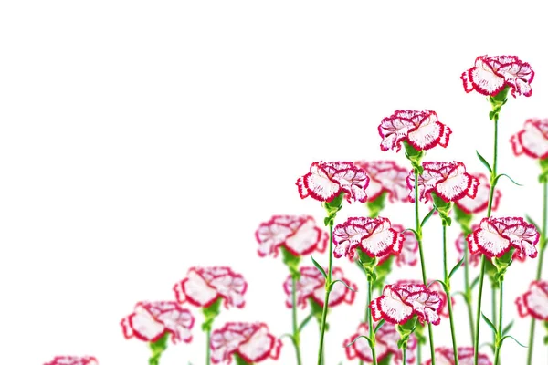 Ветви Гвоздики Цветы Белом Фоне — стоковое фото
