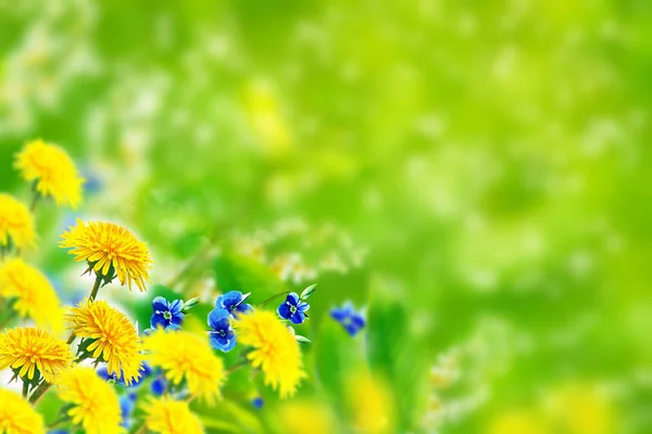 Nots Flores Silvestres Fondo Del Paisaje Verano Cerezo Pájaro Diente — Foto de Stock