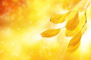 sonbahar manzara ile parlak renkli yaprak. Pastırma yazı. 