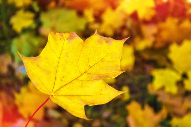 sonbahar manzara ile parlak renkli yaprak. Pastırma yazı.