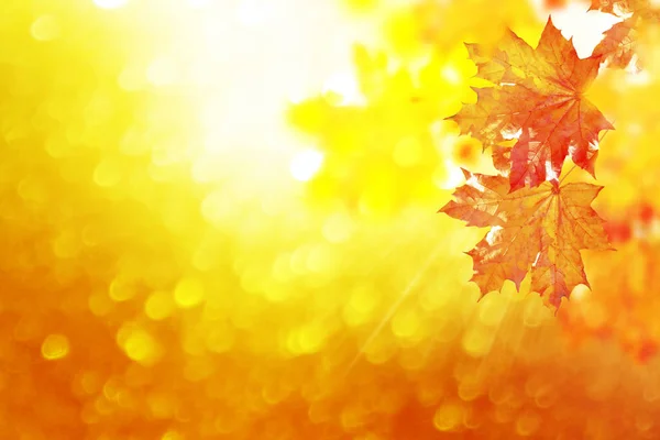 秋の風景に明るいカラフルな葉します インドの夏 — ストック写真