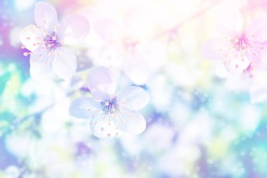 Çiçek açan elma dalı. Parlak renkli bahar çiçekleri