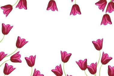 bahar çiçekleri beyaz arkaplanda izole laleler. 