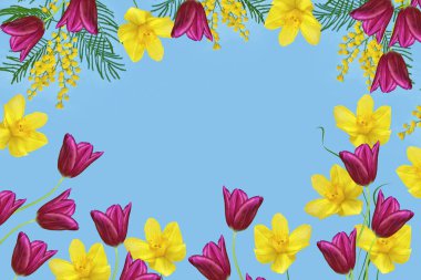 Sarı bahar çiçekleri Mimoza Bush. Çiçek arka plan. Nergis ve laleler