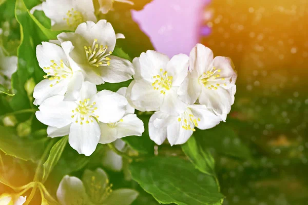 Weißer Jasmin Der Zweig Zarte Frühlingsblumen — Stockfoto