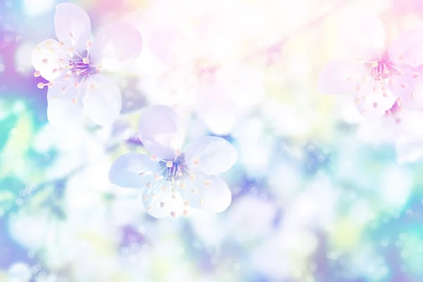 Çiçek Açan Elma Dalı Parlak Renkli Bahar Çiçekleri — Stok fotoğraf