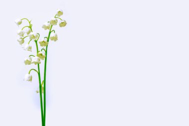 Lily vadi çiçek beyaz arka plan üzerinde