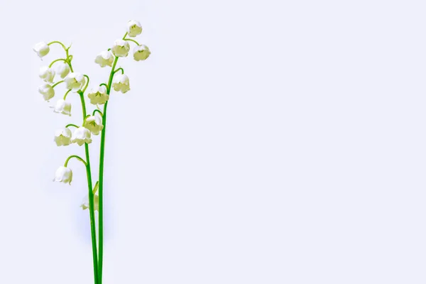 Цветок Ландыша Белом Фоне — стоковое фото
