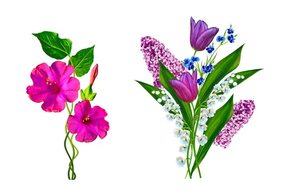 Maiglöckchen Blühen Auf Weißem Hintergrund Tulpe — Stockfoto