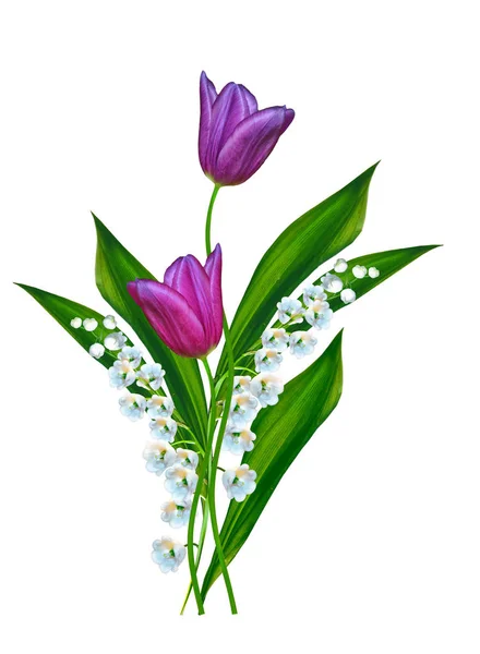 Lily Valley Flower White Background Tulip — Stock Photo, Image