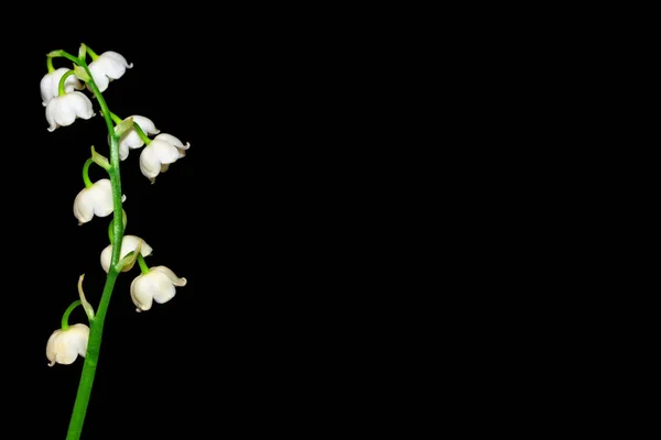 Весенняя Цветочная Лилия Долины Изолирована Черном Фоне — стоковое фото