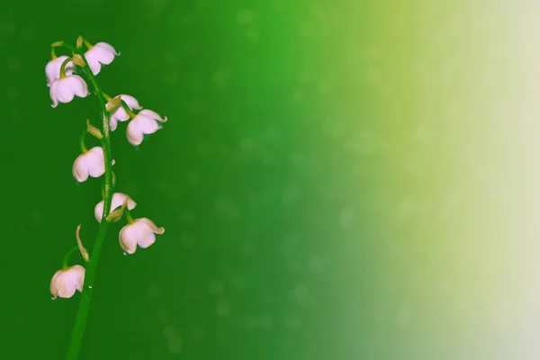 春の花スズランの自然な背景 — ストック写真