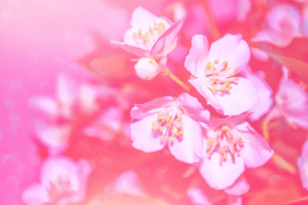 Weißer Jasmin Der Zweig Zarte Frühlingsblumen — Stockfoto