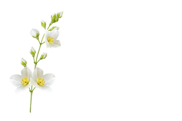 Branch Jasmine Flowers Isolated White Background — Stock Photo, Image