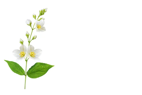Oddział Jaśminu Kwiaty Białym Tle — Zdjęcie stockowe