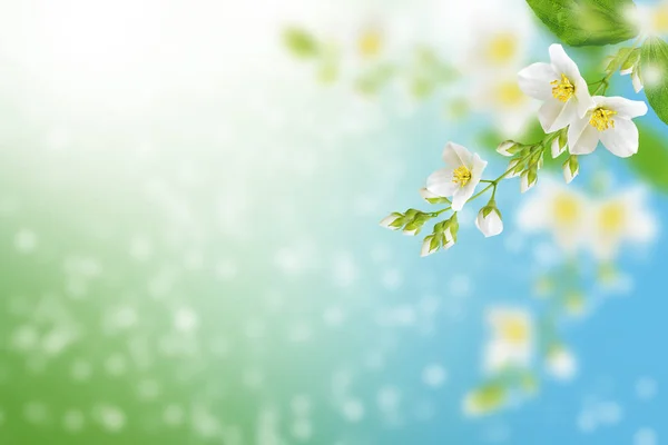 Iasomie Albă Ramura Flori Delicate Primăvară — Fotografie, imagine de stoc