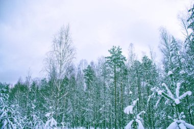 Karla kaplı ağaçlarla donuk kış ormanı.