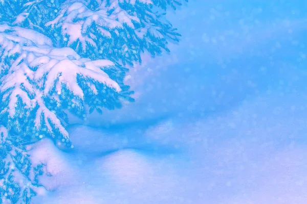 Vinterfrusen Skog Med Snö Täckt Träd Barrträd Gren — Stockfoto