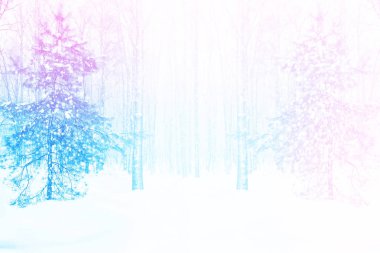 Karla kaplı ağaçlarla donuk kış ormanı.