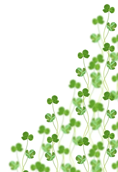 Gröna Klöver Lämnar Isolerade Vit Bakgrund Patricks Day — Stockfoto
