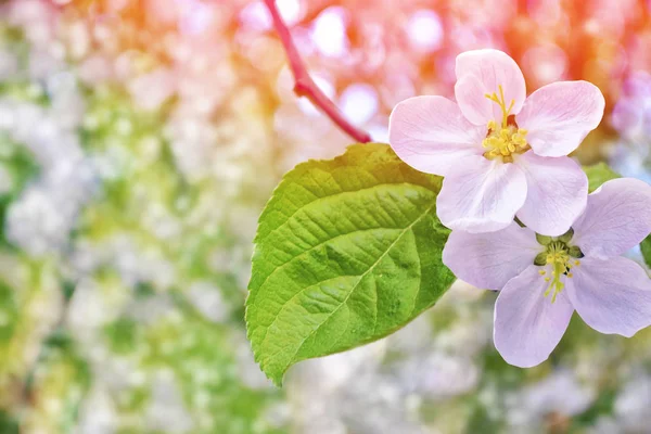 Kvetoucí Jablko Jasné Barevné Jarní Květy — Stock fotografie
