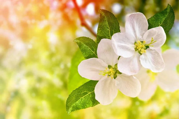 Blossoming Branch Apple Bright Colorful Spring Flowers — Stock Photo, Image