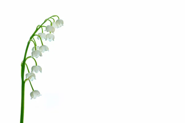 Konwalia Kwiat Białym Tle — Zdjęcie stockowe