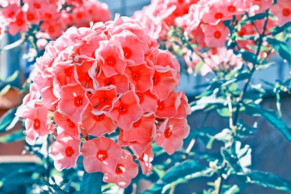 Colorful bright phlox flowers on a background of summer landscap — Stock Photo, Image