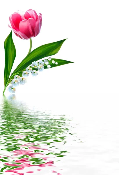 Lily Valley Flower White Background Tulip — Stock Photo, Image