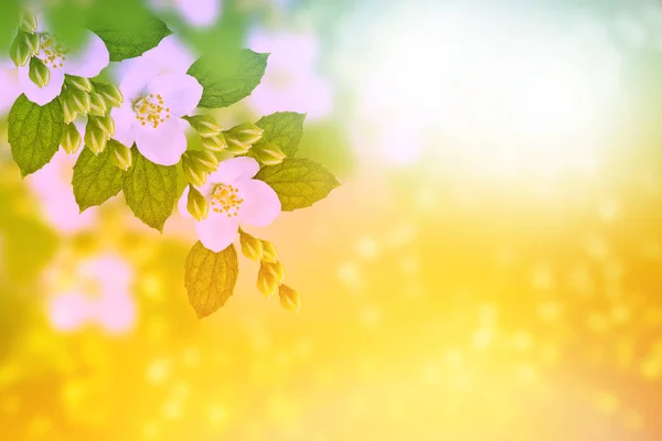 Iasomie Albă Ramura Flori Delicate Primăvară — Fotografie, imagine de stoc