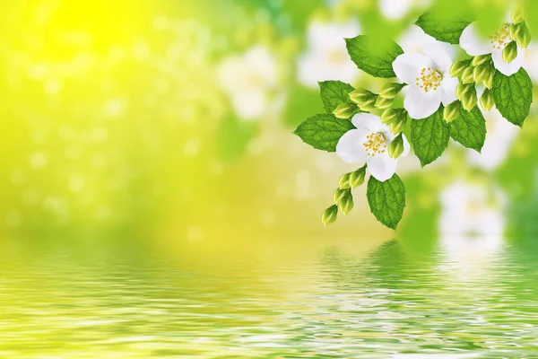 Jasmim Branco Ramo Flores Primavera Delicadas — Fotografia de Stock