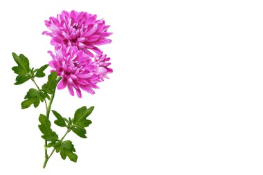 Krizantem beyaz bir arka plan üzerinde renkli sonbahar çiçekler.