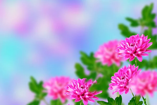 Coloridas Flores Crisantemo Sobre Fondo Del Paisaje Otoñal — Foto de Stock