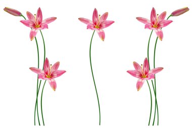 Beyaz arka plan üzerinde izole parlak lily çiçek.