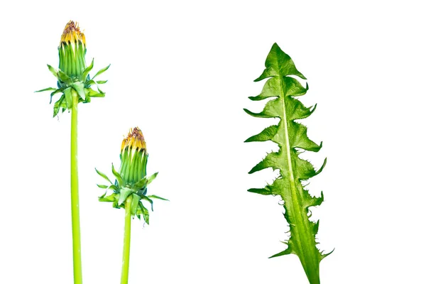 Fluffy Dandelion Flower Isolated White Background — Stock Photo, Image