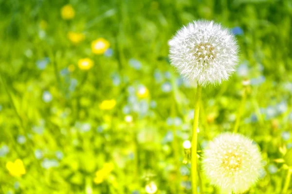 Flauschige Löwenzahnblüte Vor Dem Hintergrund Der Sommerlichen Landschaft — Stockfoto